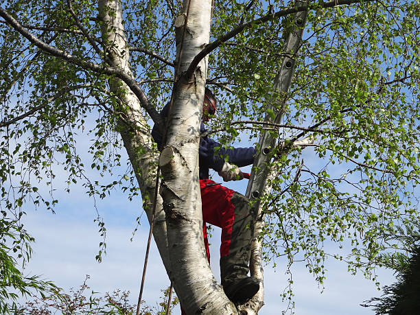 Professional Tree Care in Heritage Hills, NY