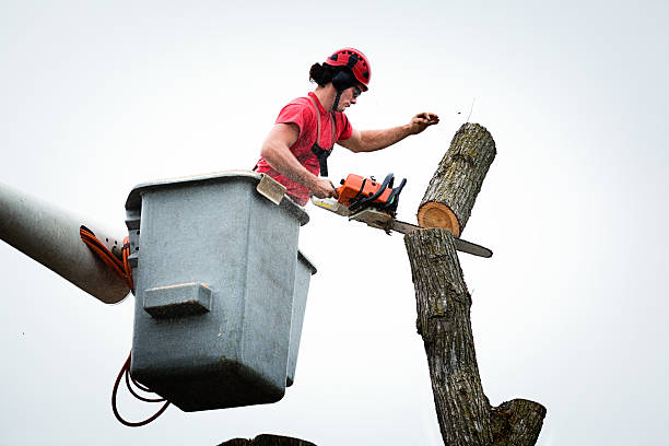 Best Fruit Tree Pruning  in Heritage Hills, NY