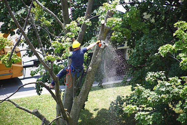 Best Commercial Tree Services  in Heritage Hills, NY