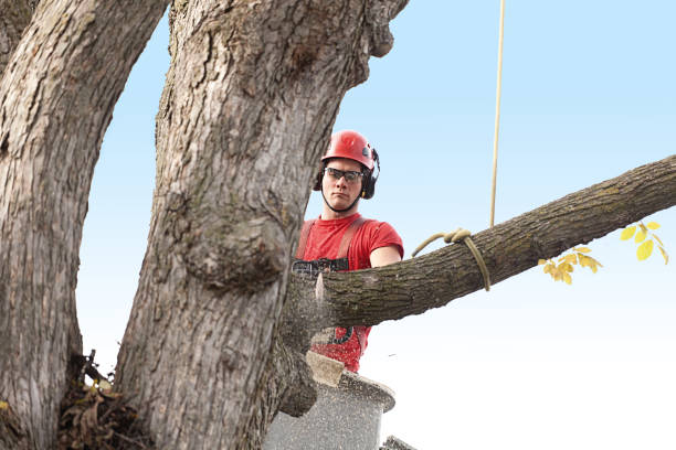 Best Hedge Trimming  in Heritage Hills, NY